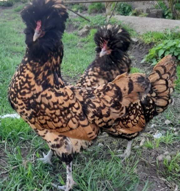 Silki siłka sebrytka czubatka Brahma kochin sułtan chabo srebrytka jaj