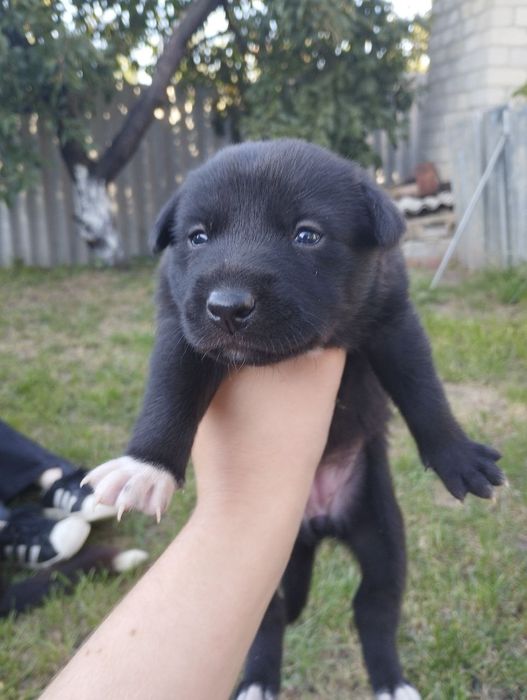 Отличные охранники и компаньены  Щенки в хорошие руки ( помесь л