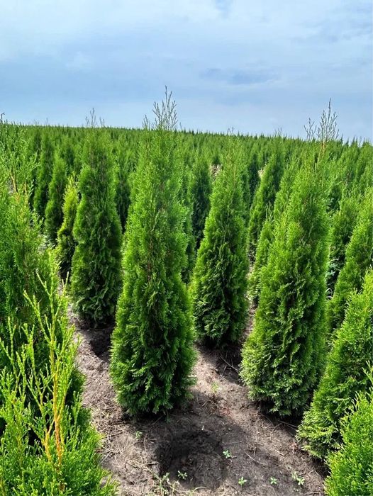 Tuja Szmaragd 120-180cm transport Sadzenie