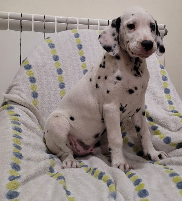 Dálmata macho com 2 meses