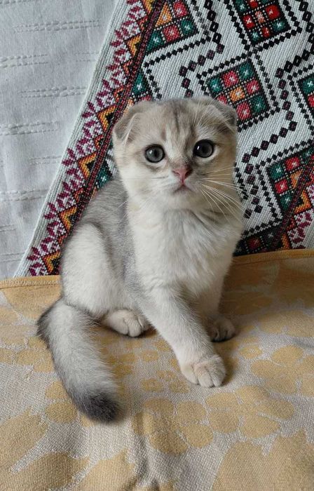 Шотландский вислоухий котик в окрасе голубое золото ау11