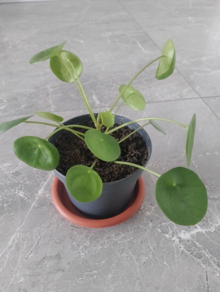 Roślina doniczkowa Pilea