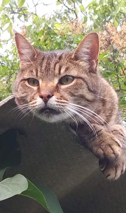 Котик шукає родину