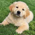 Golden retriever pies samiec z rodowodem od zaraz