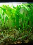 Cryptocoryne aponogetifolia