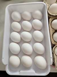 40sztuk jajek lęgowych kur Leghorn wysyłka olx lub odbiór