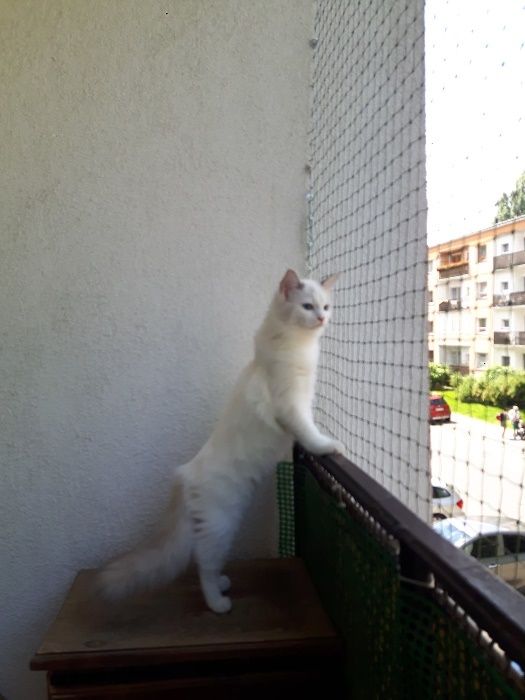 Siatka zabezpieczająca balkon , okno dla kota