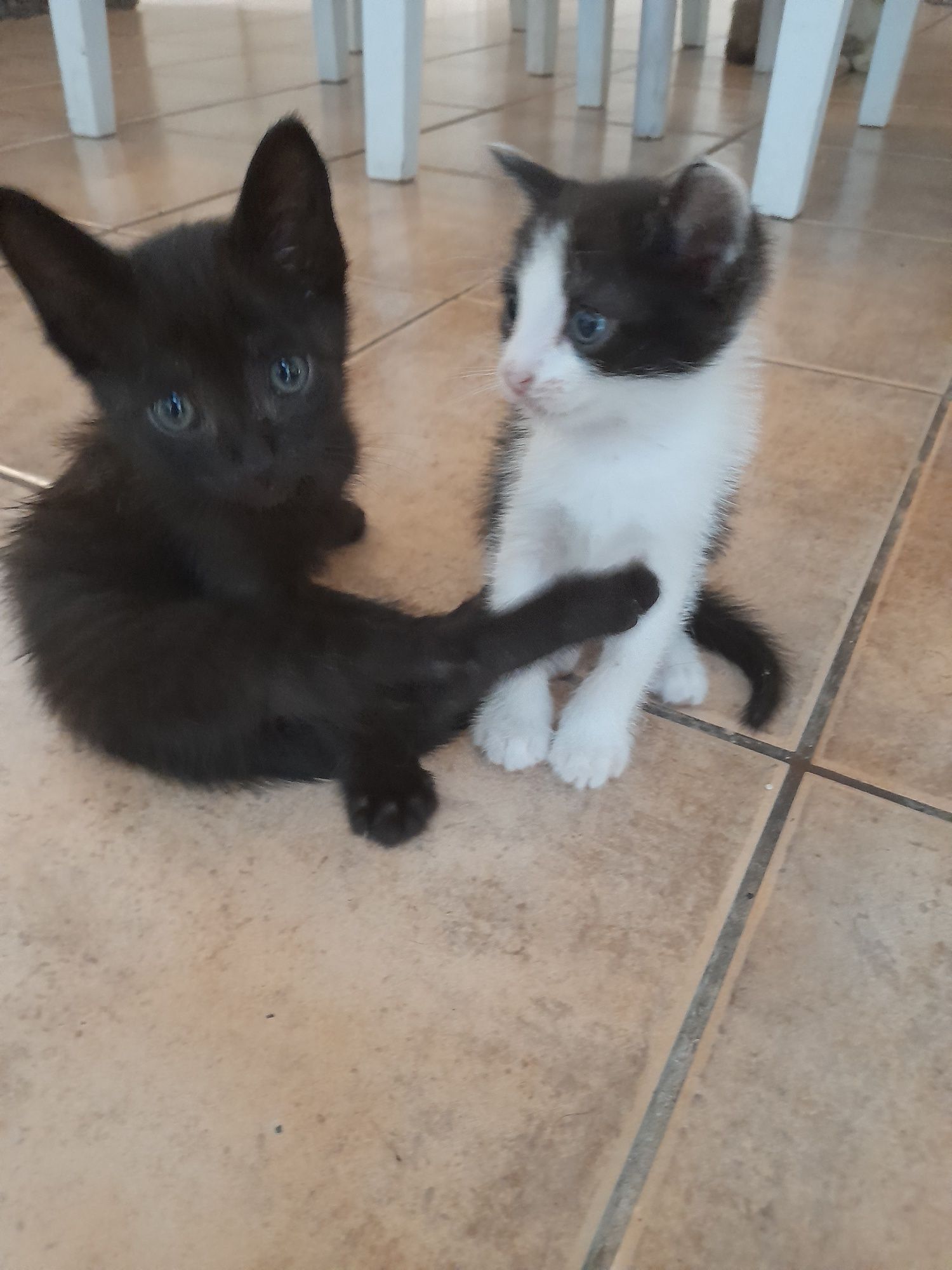 Gatinhos para adopção
