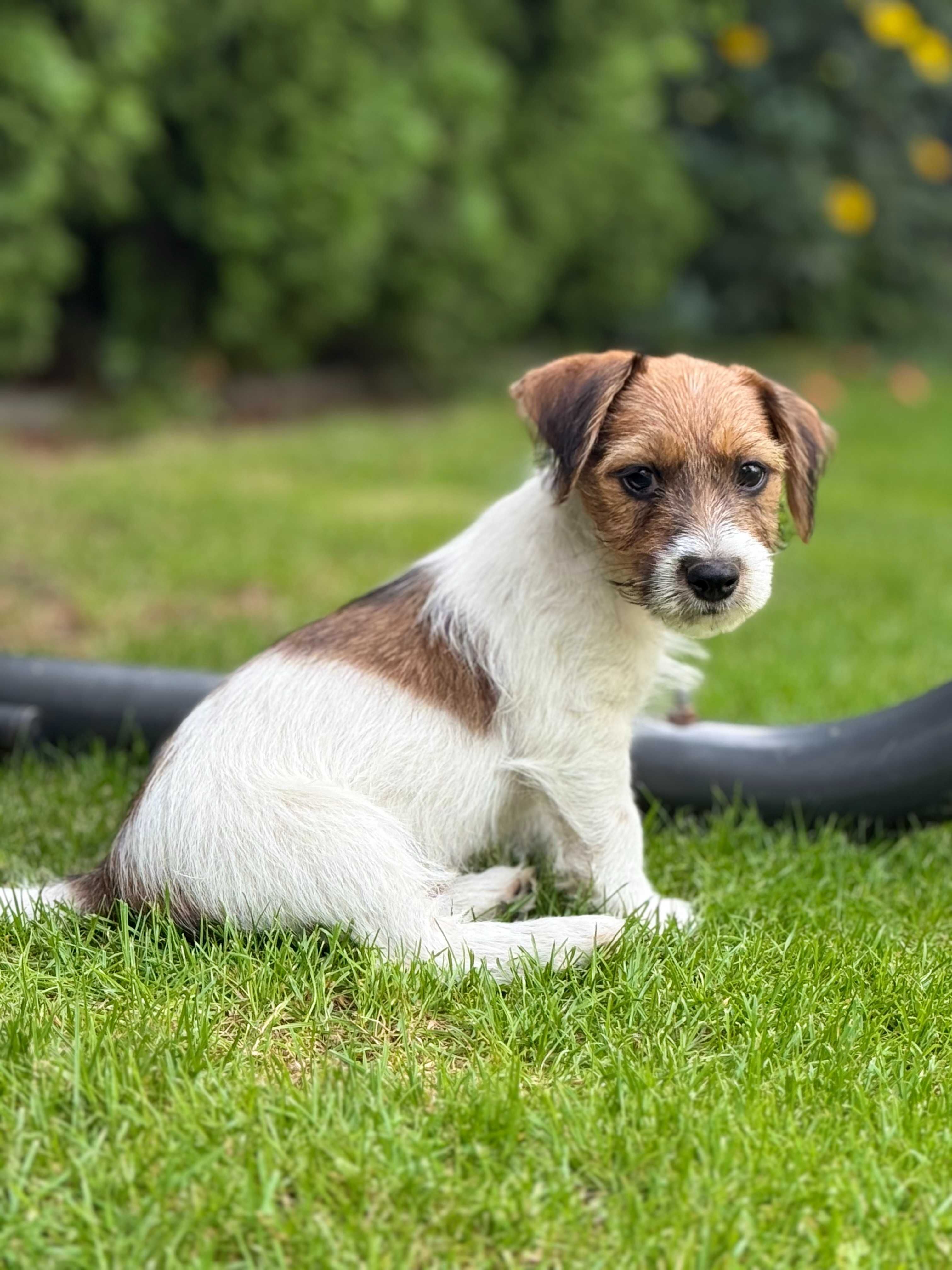 Jack Russell Terrier od #SMARTIE JACKS# rodzice FCI/ ZKwP pure MALE