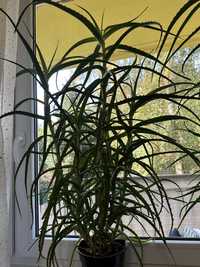 Aloes doniczkowy roślina domowa