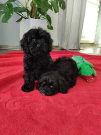 Cavapoo suczka Black mama cavalier tata pudel toy Red brown