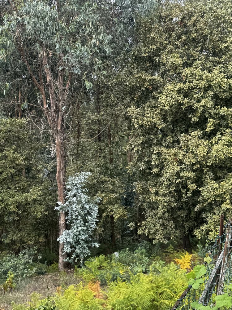 Terreno eucalipetos