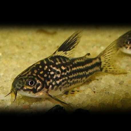 Kirysek nadobny - Corydoras elegans - Kirys - dowozimy, wysyłamy