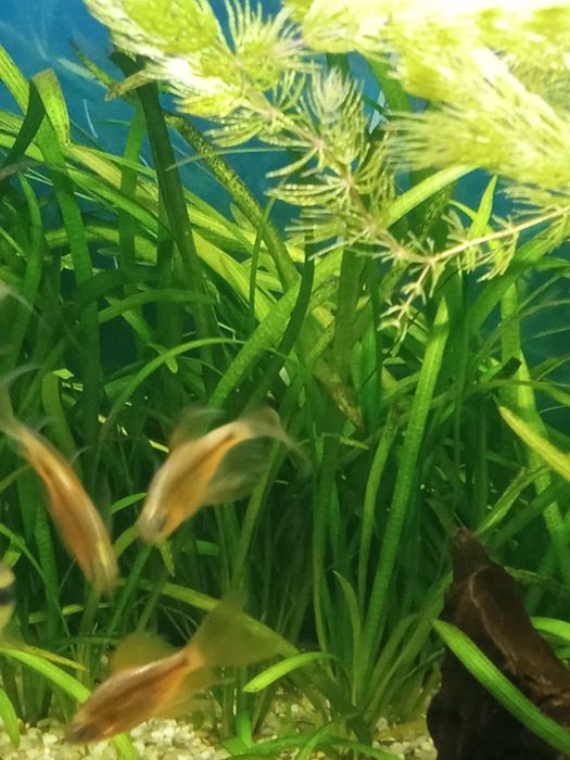 Sprzedam valissnerie tzw nurzaniec lub możliwość wymiany na gupiki