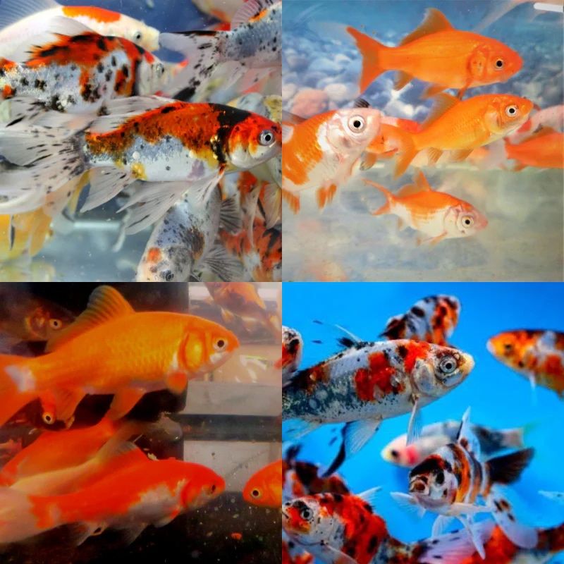 Cometas peixe agua fria