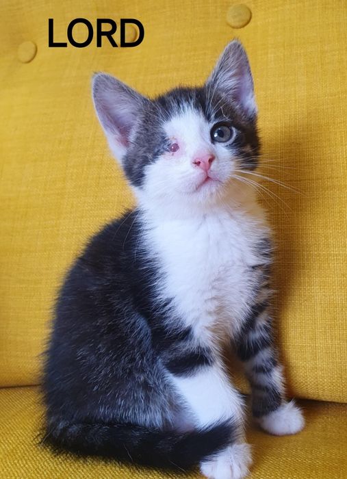 Hrabia i  Lord - kociaki do adopcji