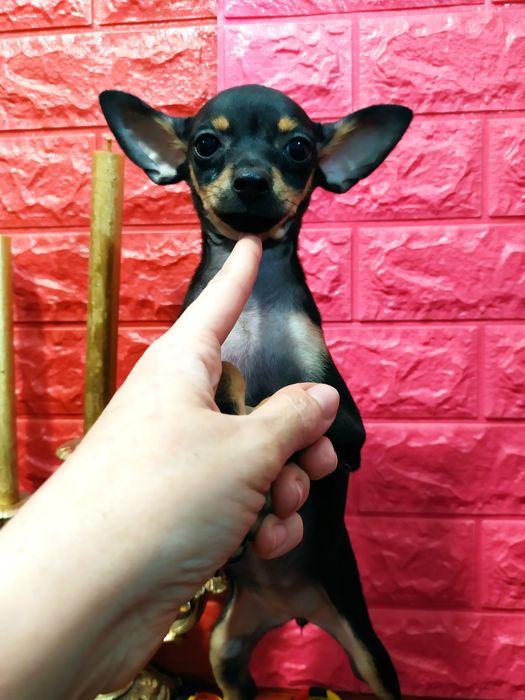 Черно-подпалая красавица мини, от двух Чемпионов! Док.КСУ,чип,привита!