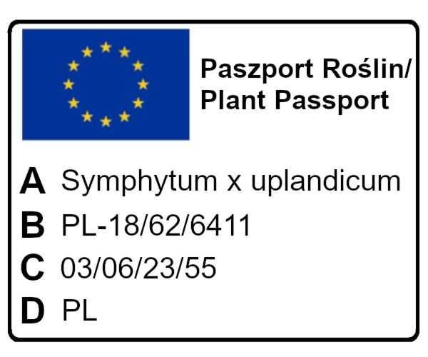 Żywokost rosyjski (odmiana Bocking-14) sadzonki 4 sztuki.