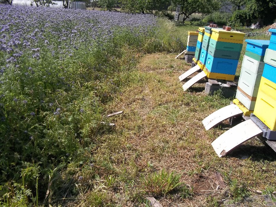 Pożytki dla pszczół nostrzyk dwuletni,  facelia przegorzan  Wysyłka