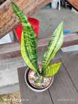 Sansevieria futura america