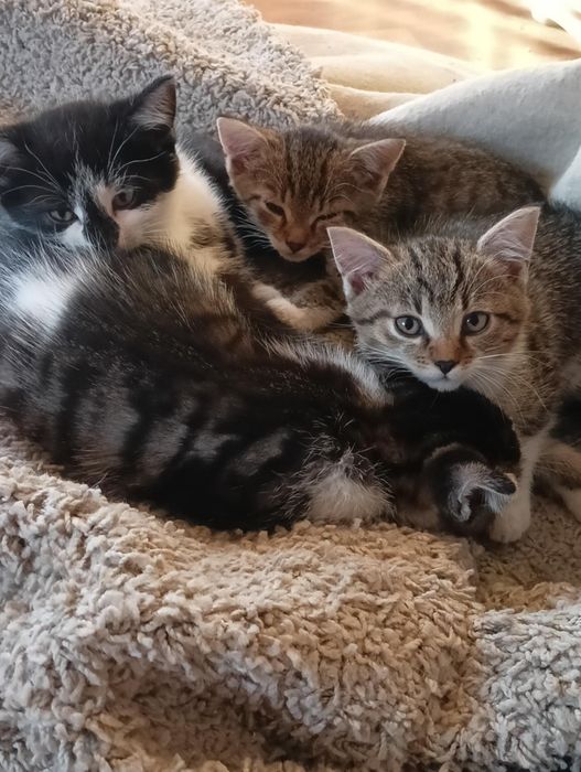 Oddam male kotki w dobre ręce