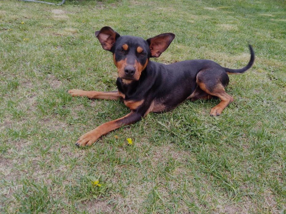 Oddam psa w dobre ręce