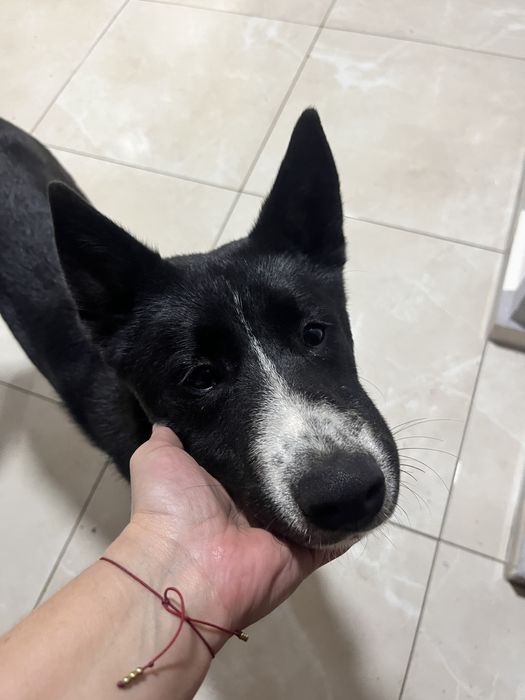 Pies lajk zachodniosyberyjski