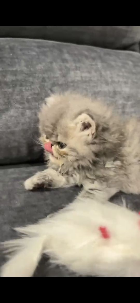 Persa femea  tabby