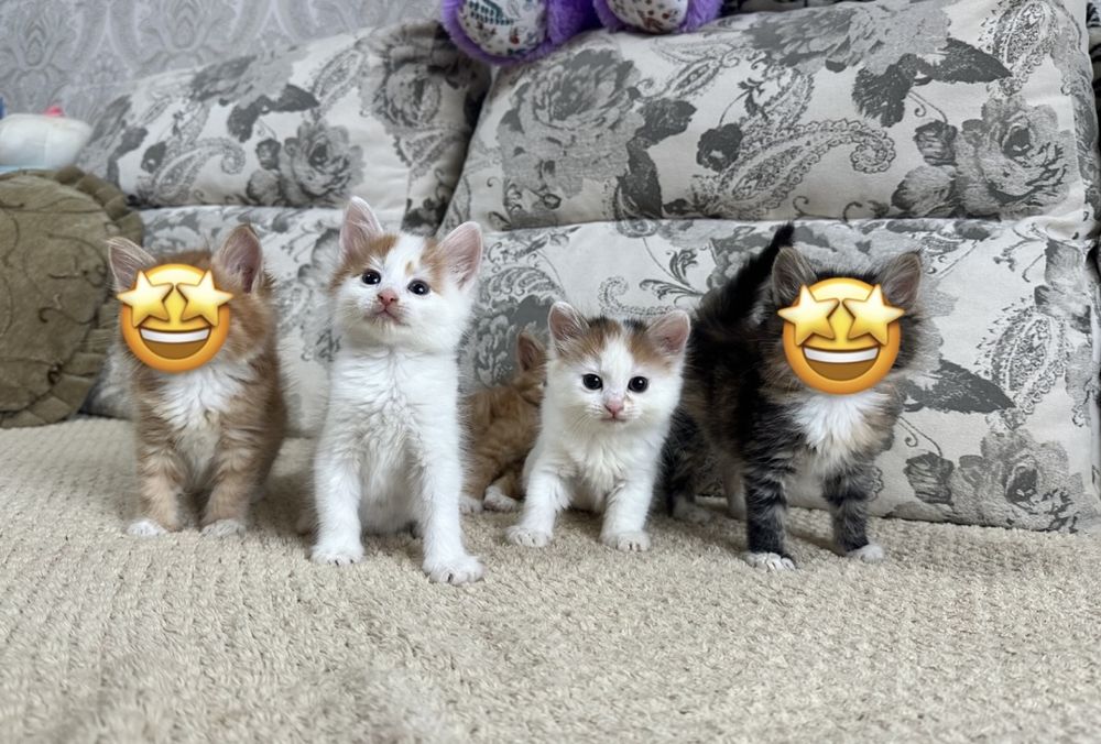 Сибирячки малыши)