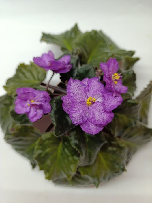 Фіалка Robert Mayer квіти фиалка цветы