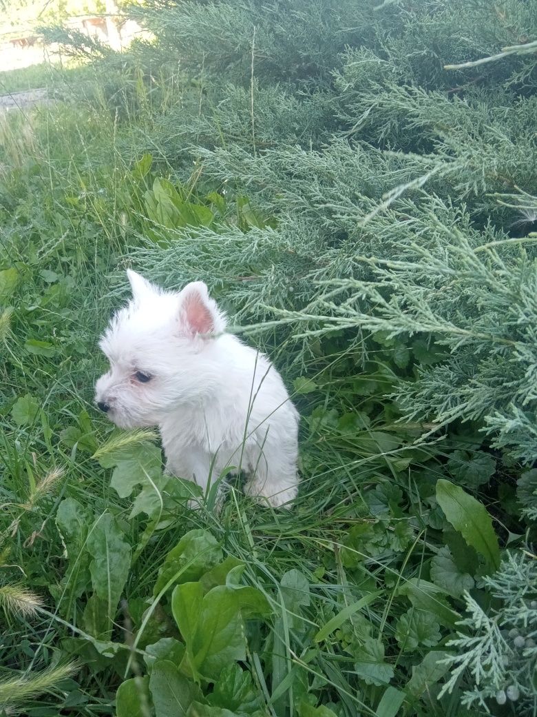 PIESEK-West Highland Wbite Terrier