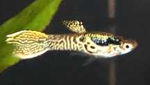 Peixes aquário Guppies