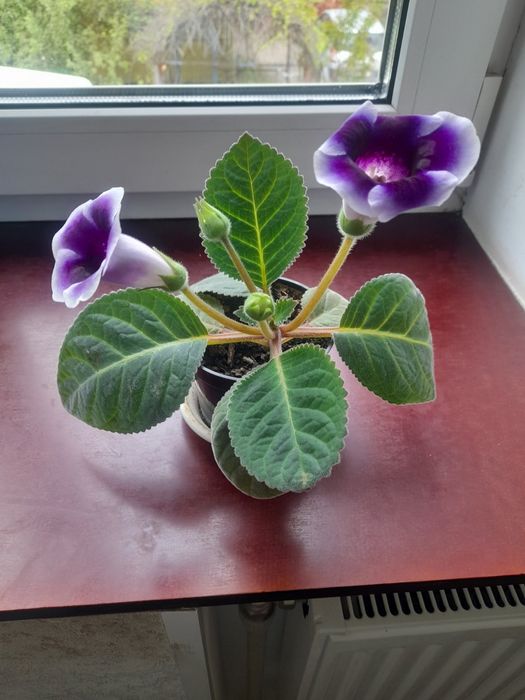 Глоксинія, синнінгія