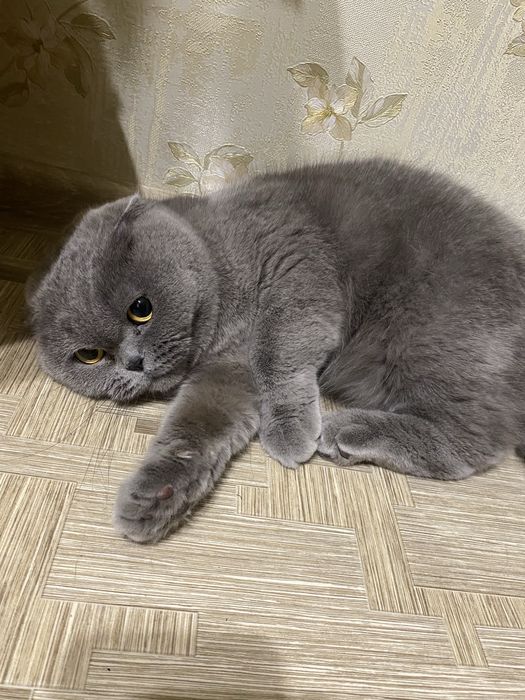 Терміново. Прибилась кішка. Терміново