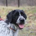 Pies Lolek- oddam psa, adopcja, pies w typie wyżeł