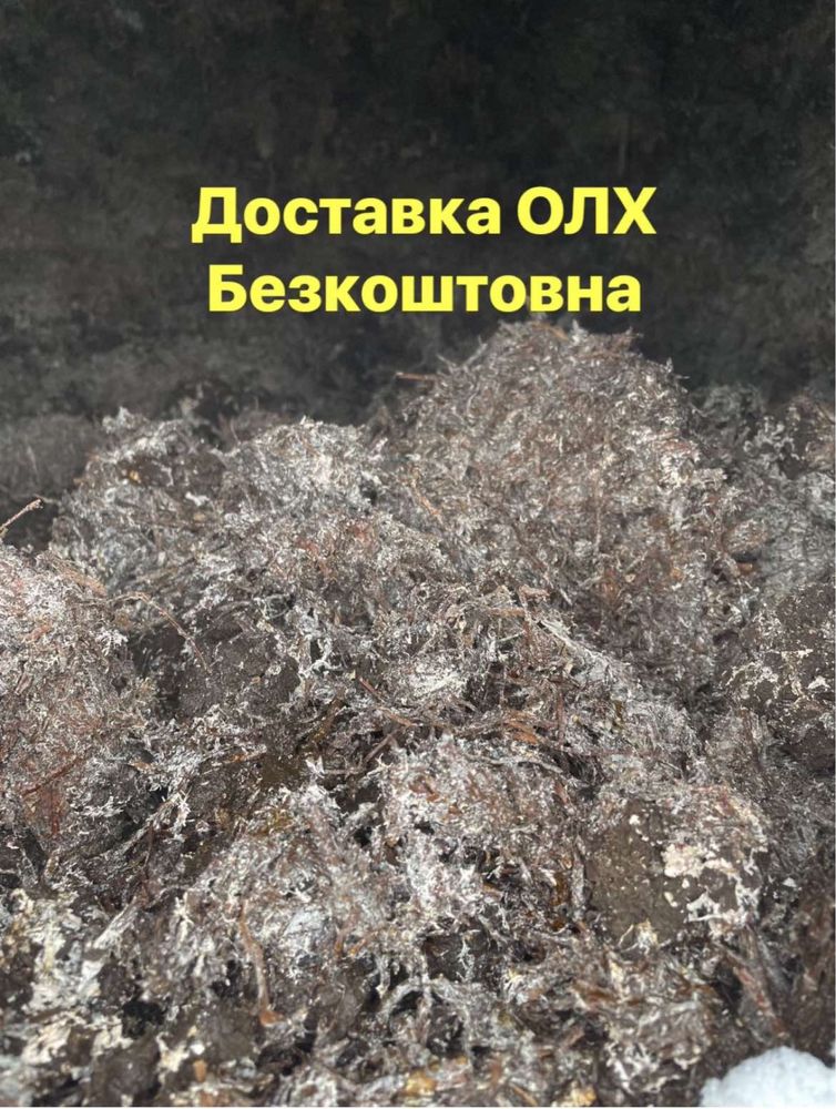 Грибной компост після  шампиньенов грибний компост мульчування