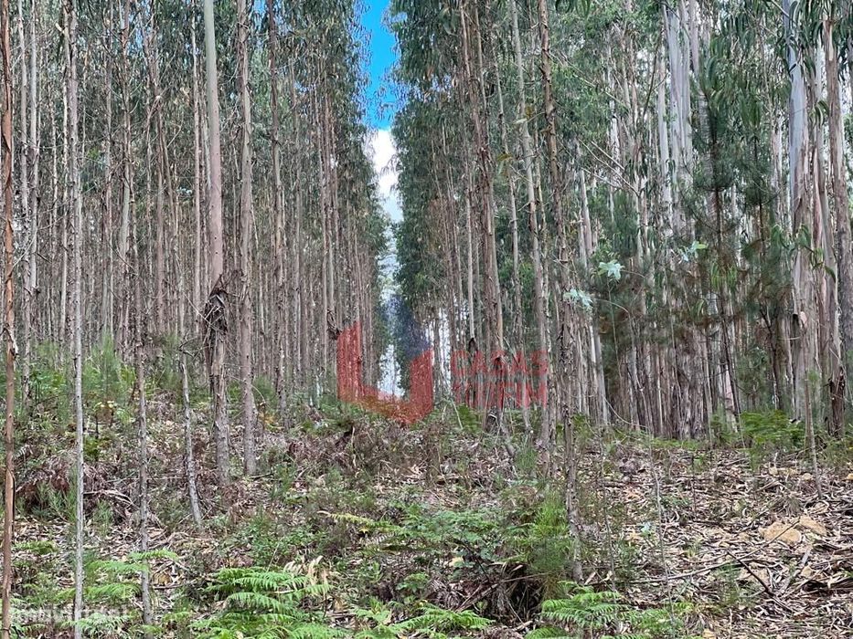 Terreno rústico/eucaliptal com 5.010m2 em São Jorge, Calvaria de Cima.