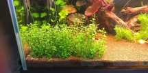 Bacopa monnerii roślinka akwariowa