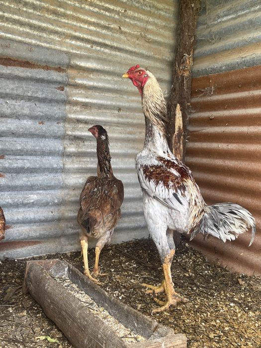 Indio Gigante - frangos disponiveis