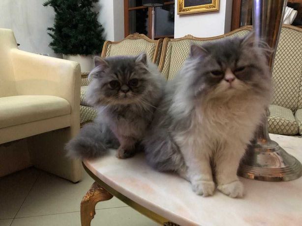 Persy! Kocięta perskie z rodowodami!