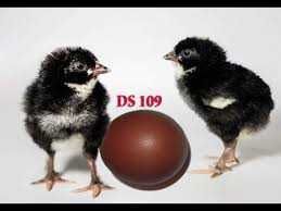 Шоколадне яйце домінантів