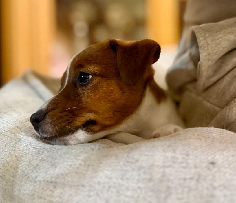 Jack Russell Terrier-  ZKwP/FCI