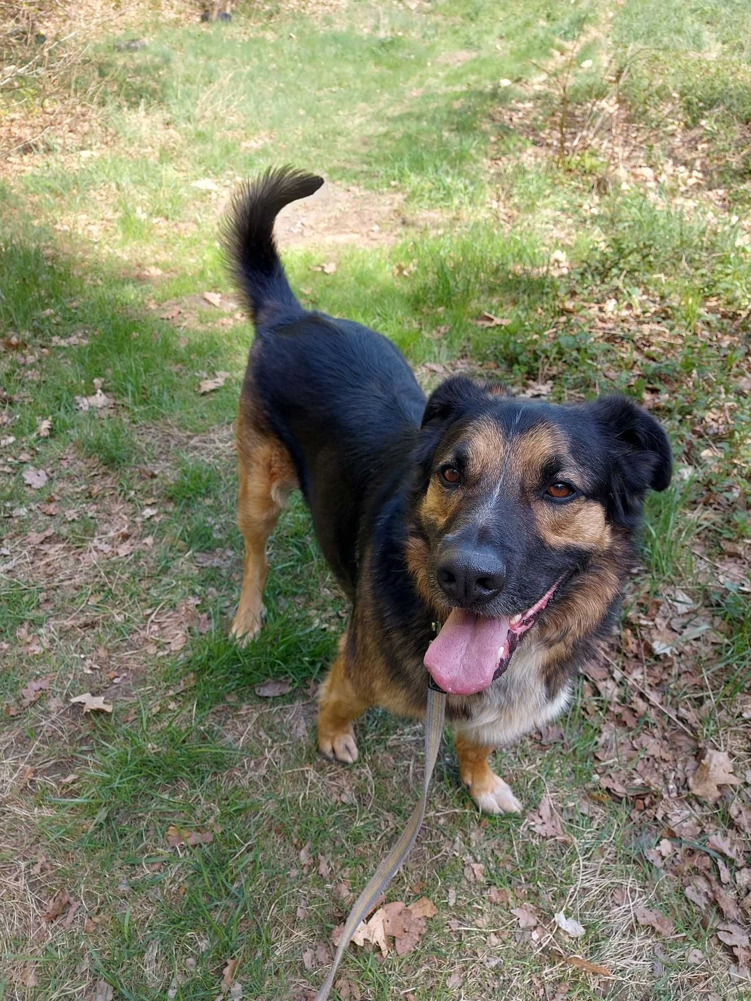ROCCO - Schronisko dla Zwierząt w Ostródzie