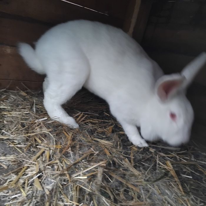 Sprzedam samice dwuroczną