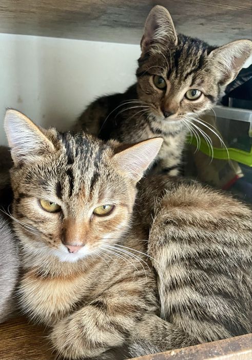 Маленькі тигриці  чекають на господаря