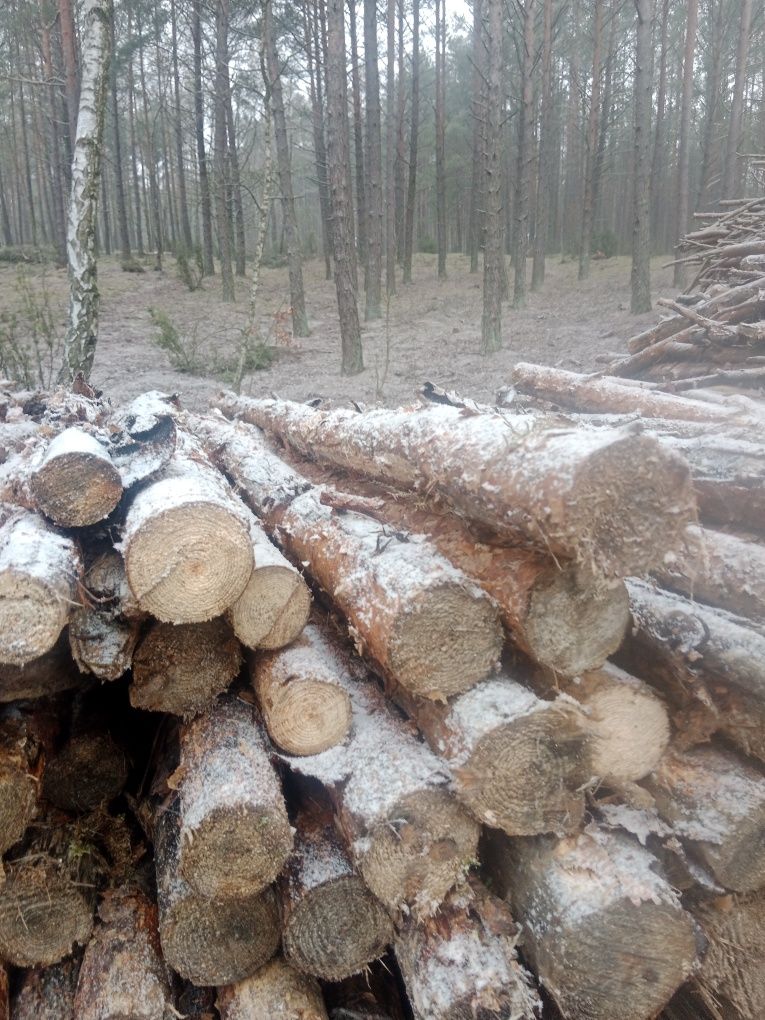 Drewno opałowe  sosnowe czuby