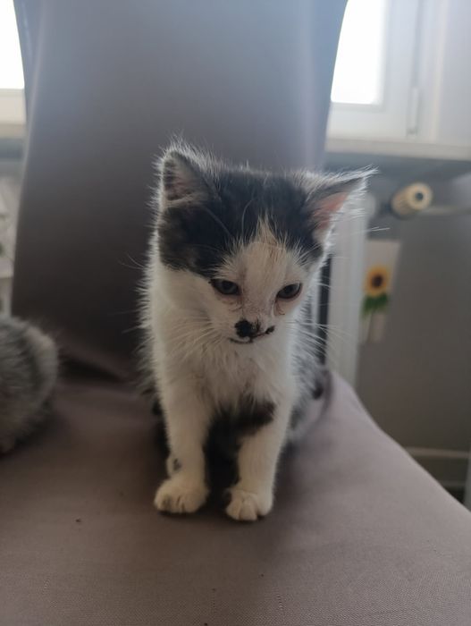 Słodziaki szukają wsólnego domu