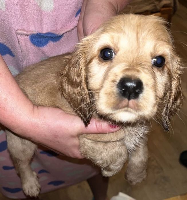 продам цуценят спаніелів