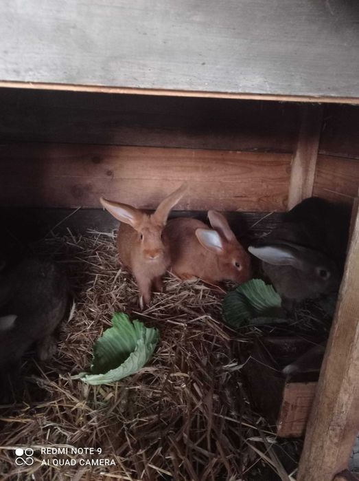 Sprzedam króliki mieszańce.