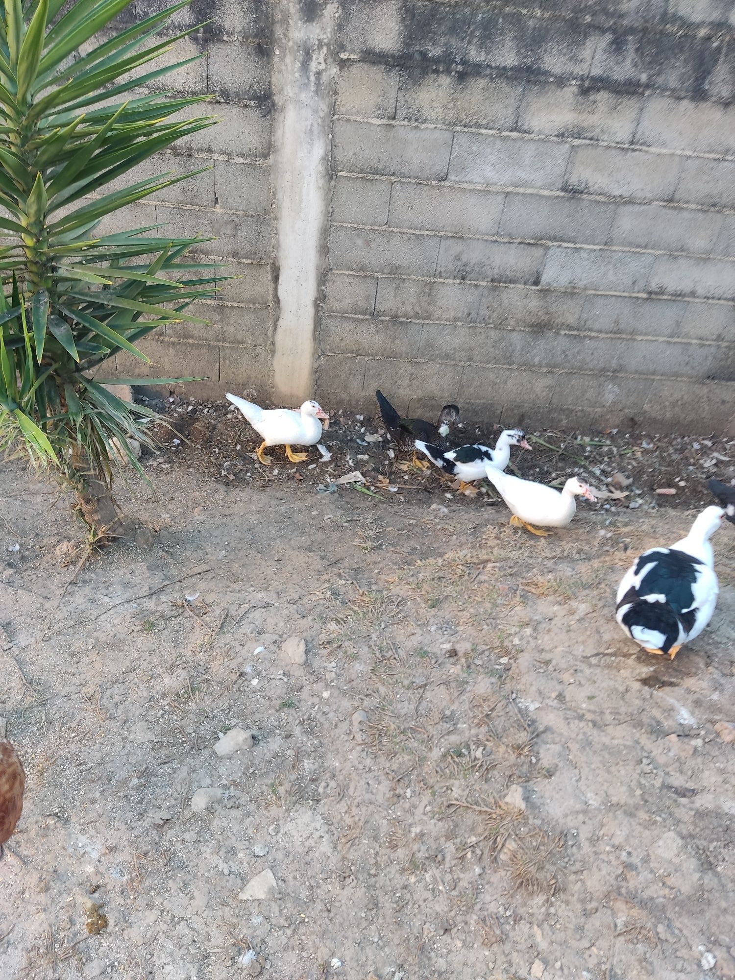 Vendo patos com 3 meses